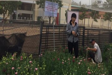 Khuyến nông Thành phố phát triển mô hình trồng hoa Cát Tường phục vụ Tết Nguyên đán