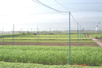 Sử dụng kỹ thuật canh tác trong công tác phòng trừ dịch hại cây trồng