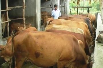 KỸ THUẬT VỖ BÉO BÒ THỊT