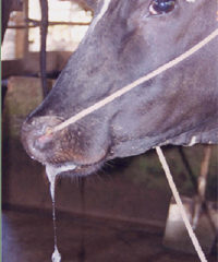 NHỮNG ĐIỀU CẦN BIẾT VỀ BỆNH LỞ MỒM LONG MÓNG TRÊN GIA SÚC