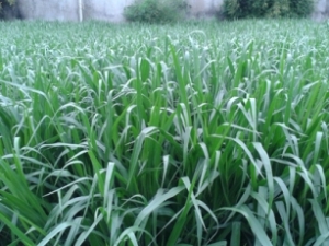 Cải tiến quy trình kỹ thuật trồng cỏ Mulato II để đạt năng suất cao nhất