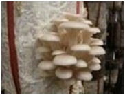 Kỹ thuật trồng nấm sò