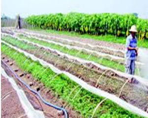 Một số lưu ý khi trồng rau trong mùa nắng nóng.