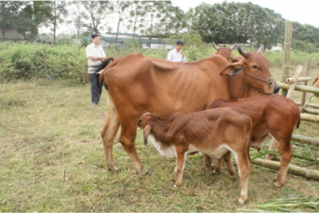 CÁCH CHĂM SÓC BÊ GIAI ĐOẠN SAU CAI SỮA (6 – 21 tháng tuổi)