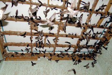 Nuôi chim yến trong nhà, tiềm năng còn rất lớn