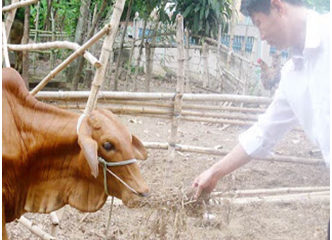 Nuôi bò bằng phế phẩm đậu phộng