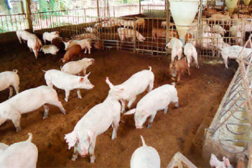 Chăn nuôi heo An toàn sinh học – Hạn chế phát sinh bệnh dịch tả heo Châu Phi