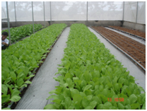 Chọn phân vô cơ cho sản xuất GAP