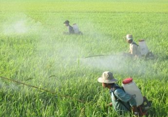 Làm gì ngăn chặn lạm dụng thuốc bảo vệ thực vật trong sản xuất?