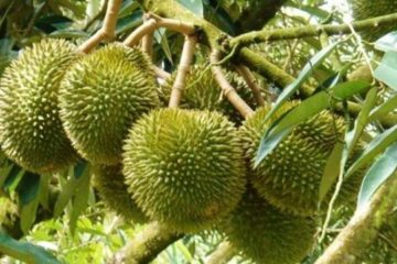 Phòng, trị nấm bệnh cây sầu riêng mùa hạn