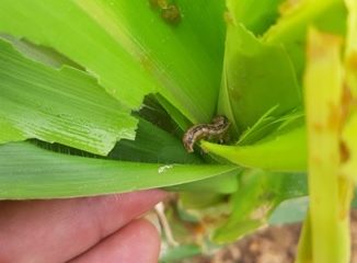 Cục bảo bệ thực vật ban hành công văn sử dụng tạm thời thuốc phòng trừ sâu keo mùa thu hại bắp