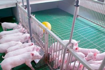 Biện pháp quản lý và vệ sinh trong phòng bệnh chăn nuôi heo.