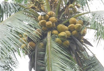 Lưu ý khi thâm canh dừa