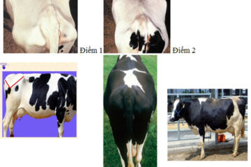 Sự cần thiết của việc đánh giá thể trạng bò sữa