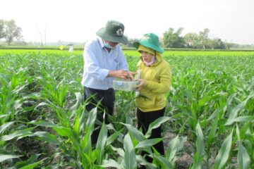 Tình hình sinh vật hại cây trồng đến ngày 31/12/2019 và dự báo tình hình sinh vật hại cây trồng đến ngày 07/01/2020