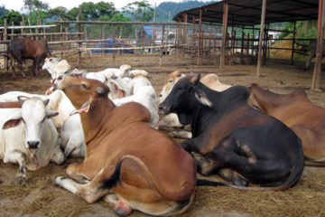 Phòng bệnh lở mồm long móng trên trâu bò