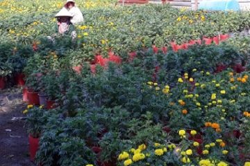Trồng hoa vạn thọ trong dịp Tết cho thu nhập cao