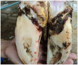 PHÒNG BỆNH VIÊM MÓNG TRÊN BÒ SỮA