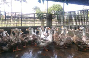 Một số đặc điểm lưu ý khi nuôi vịt biển