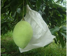 Kỹ Thuật trồng xoài Cát Hòa Lộc