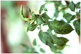 Phòng trừ bệnh xoăn lá ớt