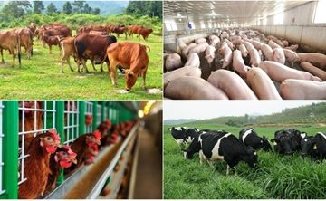 Hướng dẫn chi tiết Luật Chăn nuôi về biện pháp xử lý thức ăn chăn nuôi vi phạm chất lượng theo Nghị định 13/2020/NĐ-CP của Chính Phủ