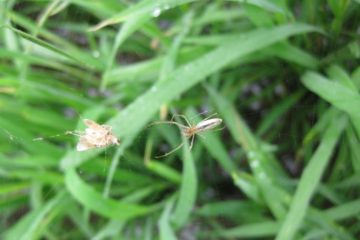 Tình hình sinh vật hại cây trồng đến ngày 04/02/2020  và dự báo tình hình sinh vật hại cây trồng đến ngày 11/02/2020