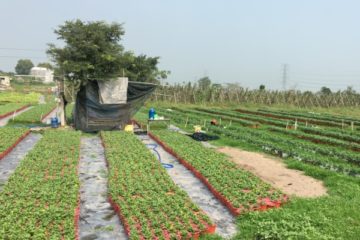 Tình hình sinh vật hại cây trồng đến ngày 28/01/2020  và dự báo tình hình sinh vật hại cây trồng đến ngày 04/02/2020