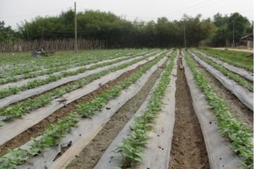 Tình hình sinh vật hại cây trồng tháng 02 và dự báo tháng 3 năm 2020