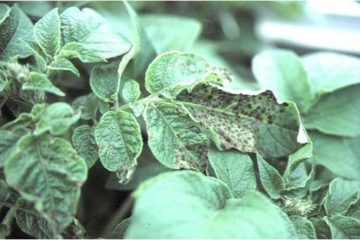 Tình hình sinh vật hại cây trồng đến ngày 17/3/2020 và dự báo tình hình sinh vật hại cây trồng đến ngày 24/3/2020