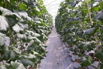 Ngành nông nghiệp Việt Nam tái cấu trúc ngành, thích ứng với tình hình dịch bệnh Covid-19