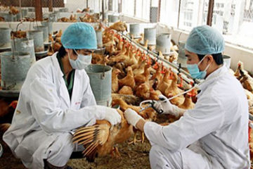 Hồ Chí Minh: chủ động phòng, chống dịch cúm A (H5N1) trên đàn gia cầm và người