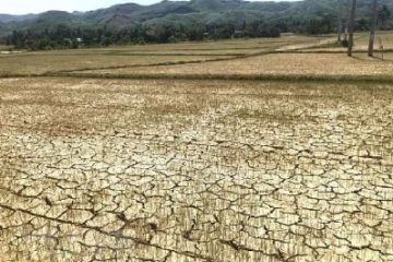 Tình hình sinh vật hại cây trồng đến ngày 24/3/2020 và dự báo tình hình sinh vật hại cây trồng đến ngày 31/3/2020