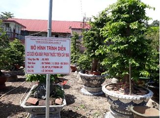 Gặp gỡ anh nông dân 13 năm đam mê trồng mai cảnh