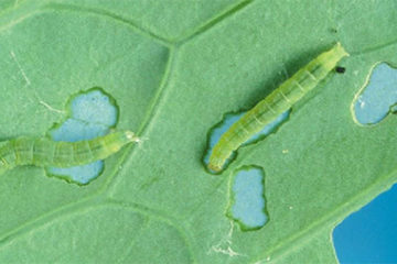 Tình hình sinh vật hại cây trồng đến ngày 10/3/2020  và dự báo tình hình sinh vật hại cây trồng đến ngày 17/3/2020