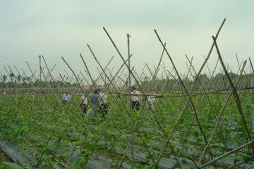 Tình hình sinh vật hại cây trồng tháng 3 và dự báo tháng 4 năm 2020