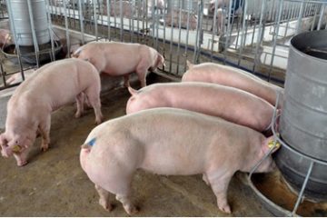 Bộ Nông nghiệp và phát triển nông thôn hướng dẫn tái đàn, tăng đàn heo bảo đảm an toàn sinh học