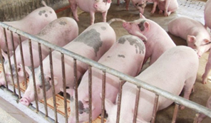 Bộ NN và PTN: yêu cầu UBND các tỉnh, thành phố trực thuộc Trung ương thực hiện một số biện pháp phát triển chăn nuôi và kiểm soát giá thịt heo