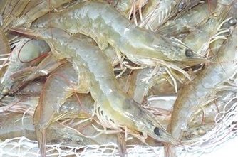 Bộ Nông nghiệp và PTNT: Ban hành các giải pháp thúc đẩy phát triển sản xuất tôm nước lợ