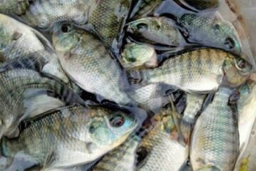 Quy chuẩn kỹ thuật Quốc gia về giống thủy sản đối với cá nước ngọt   