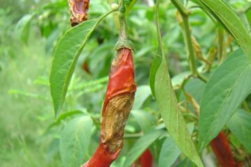 Tình hình sinh vật hại cây trồng đến ngày 28/4/2020  và dự báo tình hình sinh vật hại cây trồng đến ngày 05/5/2020   