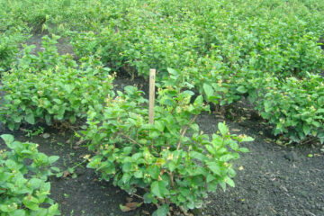 Tình hình sinh vật hại cây trồng đến ngày 05/5/2020 và dự báo tình hình sinh vật hại cây trồng đến ngày 12/5/2020