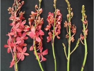 Tình hình sinh vật hại cây trồng đến ngày 11/8/2020  và dự báo tình hình sinh vật hại cây trồng đến ngày 18/8/2020
