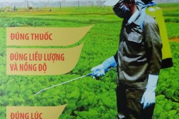 Tình hình sinh vật hại cây trồng đến ngày 18/8/2020  và dự báo tình hình sinh vật hại cây trồng đến ngày 25/8/2020
