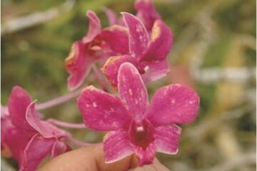 Tình hình sinh vật hại cây trồng đến ngày 25/8/2020  và dự báo tình hình sinh vật hại cây trồng đến ngày 01/9/2020