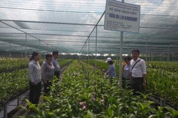 Khuyến nông TP.HCM: Chuyển giao 02 mô hình trồng lan Dendrobium và Mokara giúp nông dân nâng cao thu nhập tại huyện Bình Chánh
