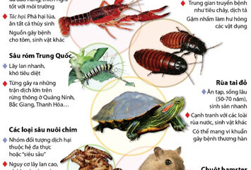 Thủ tướng Chính Phủ: Ban hành Chỉ thị tăng cường công tác quản lý, kiểm soát loài ngoại lai xâm hại