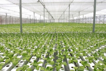 TP.HCM ban hành Quyết định Đề án hình thành và phát huy các Hội đồng phát triển các ngành kinh tế giai đoạn 2020 – 2025, trong đó có ngành Nông nghiệp