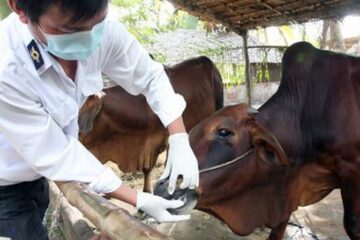 Bộ Nông nghiệp và PTNT vừa ban hành công văn tổ chức triển khai Chương trình quốc gia phòng, chống bệnh Lở mồm long móng, giai đoạn 2021 – 2025