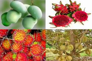 Kết luận của Bộ trưởng Bộ Nông nghiệp và Phát triển nông thôn với Viện Cây ăn quả miền Nam